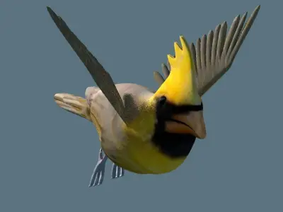 cardinal animated 3D model