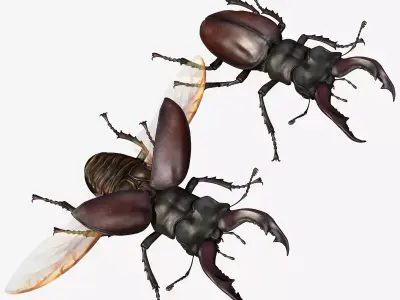 Stag Beetle Low-poly 3D model