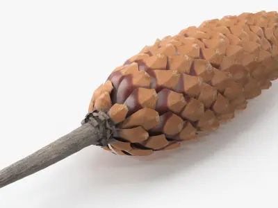 Opened Pine Seed Cone 3D model