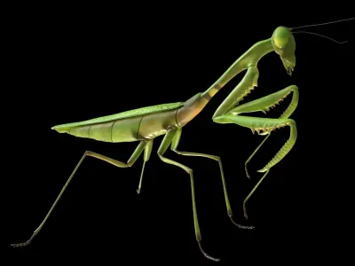 Mantis Grasshopper Low-poly 3D model