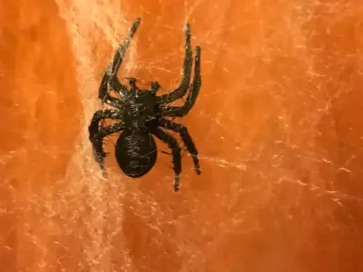 Spider Halloween Prop STL Free 3D print model