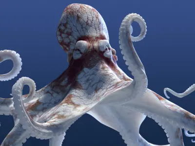 Cayman Octopus 3D model