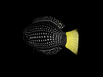 3D Cartoon Fish - Tamarin Wrasse Low-poly 3D model