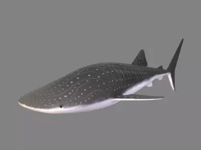 Whale Shark Low-poly 3D model