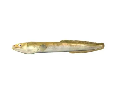 Eel Fish 3D model