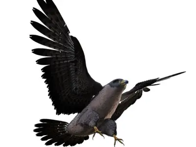 Rigged Peregrine Falcon 3D model