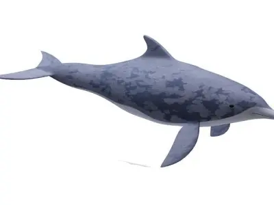 Dolphin Fish 3D model