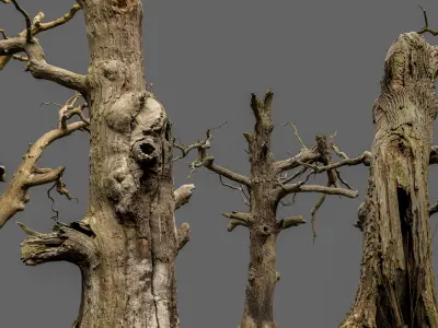 600-year-old dead oaks - ENTS Package 3D model