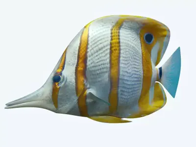 Butterfly Fish 3D model