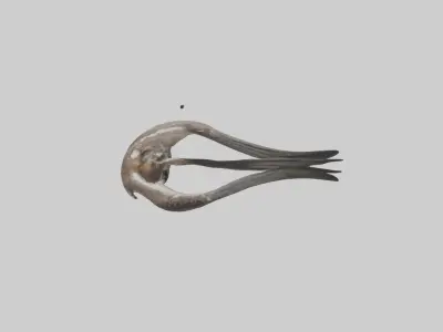 Falcon Stomach 3D model