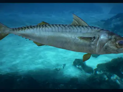 Mackerel fish in ocean Low-poly 3D model