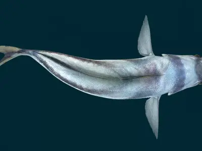 Roosterfish Animated 3D model