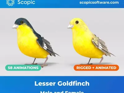 3D Bird Pack Lesser Goldfinch Male and Female Low-poly 3D model Low-poly 3D model