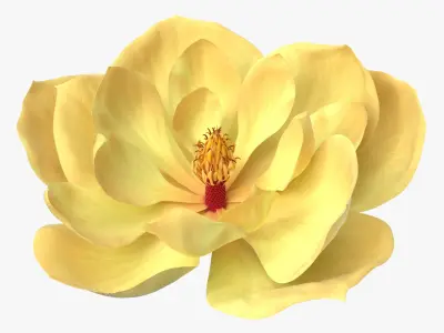 Magnolia Blossom with Stamen Column Yellow Fur 3D model
