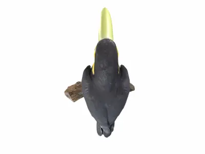 Toucan on branch 3D model