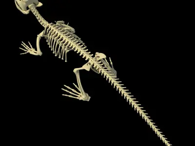 Crocodile Anatomical Skeleton 3D model