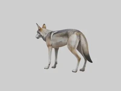 Mexican Wolf Low-poly 3D model