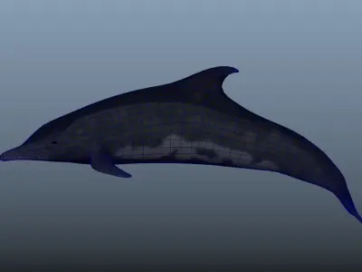Steno Dolphin Animated Low poly Low-poly 3D model