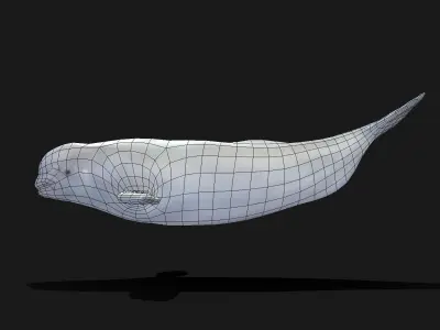 Beluga Whale - Animated Low-poly 3D model