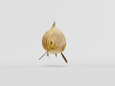 European Carp Fish Low-poly 3D model