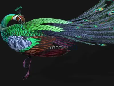 Peacock A3 3D model