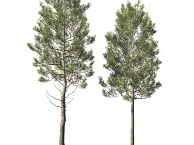 Cedrus Deodara 06 3D model