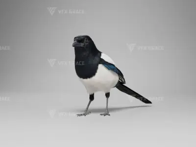 Oriental Magpie Animation - Blender 3D model