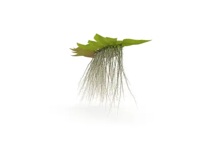 Salviniya ushastaya 3D model