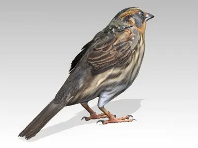 Saltmarsh Sparrow Low-poly 3D model