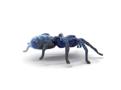 Blue Tarantula Arachnid model pack Low-poly 3D model