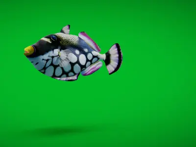 Clown Trigger Fish Low-poly 3D model