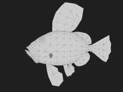 Dory fish Low-poly 3D model