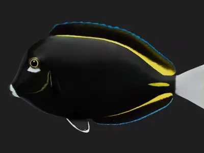 Unicornfish Low-poly 3D model