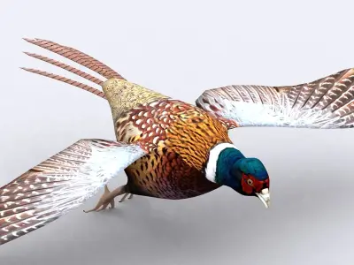 3DRT - Pheasant Low-poly 3D model