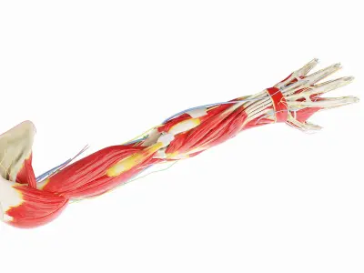Human Male Arm Anatomy 3D model