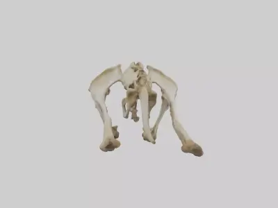 Kangaroo Pelvis Low-poly 3D model