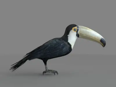 3D Toucan model 3D model