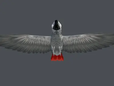 Gray parrot Low-poly 3D model