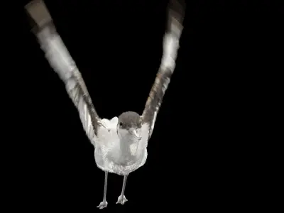 Realistic Avocet rigged animated bird with feather 3D model