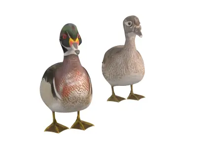 Mandarin Duck  Low-poly 3D model