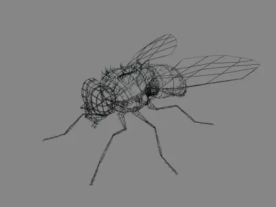 Fly Rigged 3D model