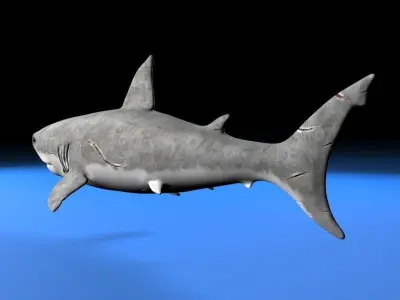 Great white shark  Low-poly 3D model