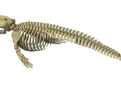 3D Sharks Skeletons 3D model
