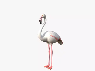 White Flamingo Low-poly 3D model