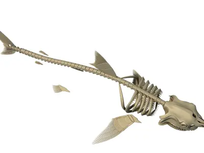 Great White Shark Skeleton 3D model