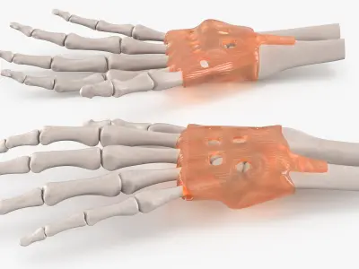 Anatomical Hand Skeleton Model with Flexor Retinaculum 3D model