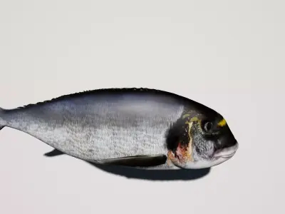 Gilthead Sea Bream mediterranean sea fish rigged animated Low-poly 3D model