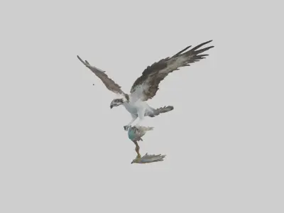 Osprey catching fish model 3D model