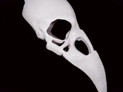 RAVEN SKULL MASK Free 3D print model