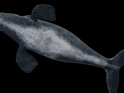 Southern Right Whale - Ballena Franca Low-poly 3D model